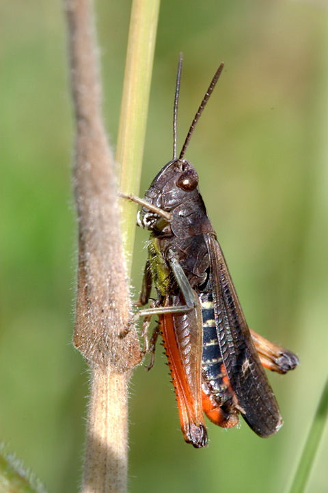 Glyptobothrus brunneus...credo..